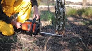 Best Tree Cabling and Bracing  in Poseyville, IN
