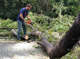 Best Commercial Tree Services  in Poseyville, IN