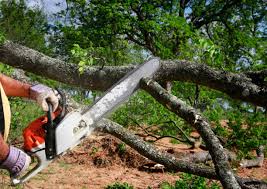 Best Fruit Tree Pruning  in Poseyville, IN
