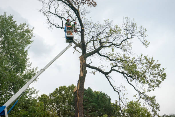 Best Tree Trimming and Pruning  in Poseyville, IN