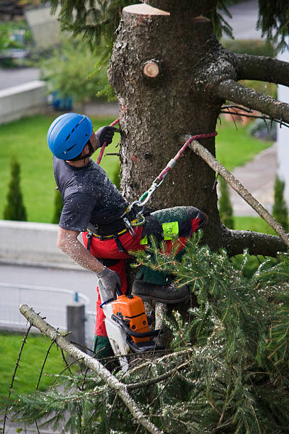 Best Lawn Pest Prevention  in Poseyville, IN