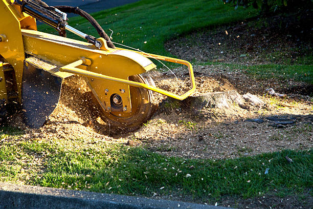 Best Lawn Irrigation Installation and Maintenance  in Poseyville, IN
