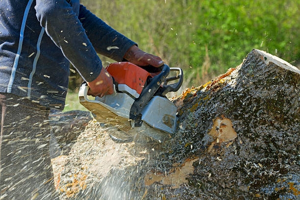 Best Tree Removal  in Poseyville, IN